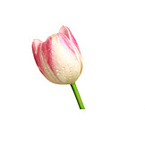   Tulip, Tulips bloom