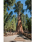   Mammutbaum, Yosemite, Nationalpark, General sherman
