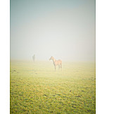   Fog, Horse