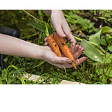   Harvesting, Vegetable garden, Carrot harvest