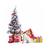   Weihnachten, Hund, Weihnachtsgeschenke