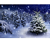   Snowy, Christmas tree, Spruce tree