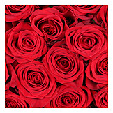   Rose, Romantisch, Rote Rosen