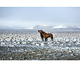   Iceland, Icelandic horse