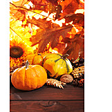   Autumn, Pumpkin, Harvest Festival, Thanksgiving