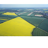   Agriculture, Aerial View, Rape Field
