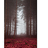   Forest, Autumn, Fog