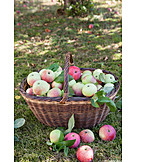   Apple harvest, Streuobst meadow, Organic fruits