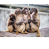   Togetherness, Monkeys