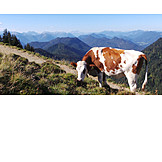   Kuh, Alpen, Karwendel