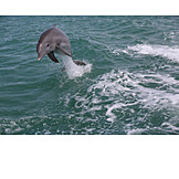   Springen, Delfin