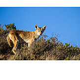   Wildtier, Kojote