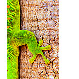   Day gecko, Madagascar day gecko
