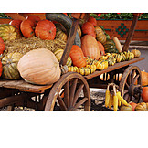   Pumpkin, Thanksgiving, Vegetables