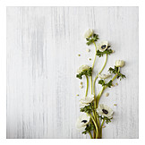   Copy space, Anemone, Flower arrangements