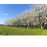   Cherry Tree, Spring, Fruit Tree, Fruit Growing, Fruit Orchard