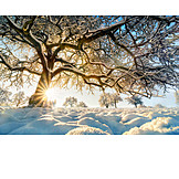   Baum, Winter, Sonnenstrahlen