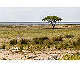   Namibia, Etosha national park
