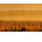   Backgrounds, Nature, Dawn Twilight, Grass, Morning Fog