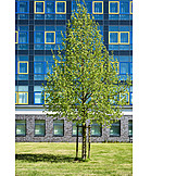   Architecture, Tree, Office Building