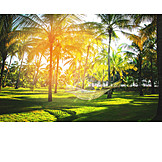   Relaxation & Recreation, Palm, Sunny, Palm Garden, Hammock