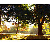   Park, Autumn, Light Incidence