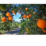  Oranges, Orange plantation