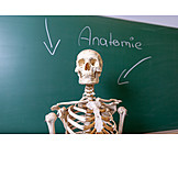   Science, Skeleton, Anatomy