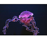   Jellyfish, Lion's mane jellyfish