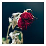   Rose, Erinnerung, Verblüht