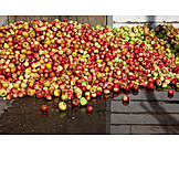   Windfall, Apples, Apple Harvest