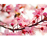   Spring, Honey Bee, Almond Blossom
