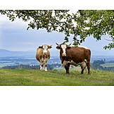   Cows, Bavaria