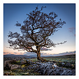   Tree, North Yorkshire, Hawthorn