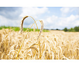  Agriculture, Grain, Crop, Wheat Ears