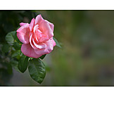   Rose, Rosenblüte