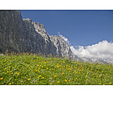   Dandelion Meadow, Karwendel