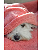   Dog, Hiding, Blanket