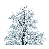   Tree, Winter, Snowy