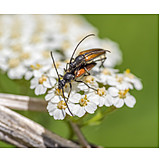   Mating, Longhorn Beetles