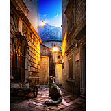   Cat, Old Town, Kotor