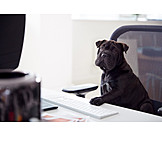   Dog, Boss, Home Office