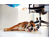  Büro, Schlafen, Hund, Bürohund