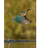   Bird, Kingfisher