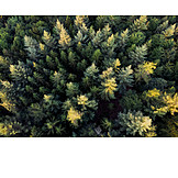   Wald, Fichtenwald, Drohne