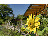   Garden, Sunflower