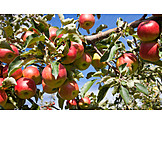   Apple, Apple Tree, Fruit Growing