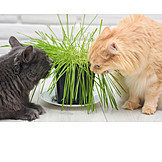   Grass, Cat, Feeding