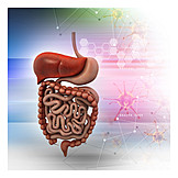   Science, Digestive Tract