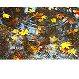   Blätter, Herbst, Gewässer